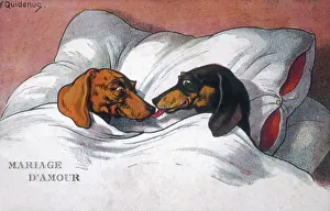 Eingebundene Dachsbrüde