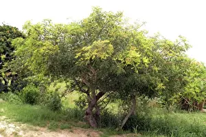 Southern Africa Trees Drucke: Marula Tree