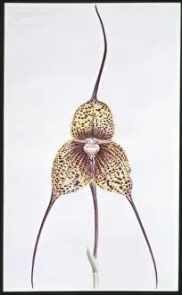 Magnoliophyta Flowering Plants Drucke: Masdevallia chimaera, orchid