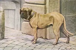 Mastiff