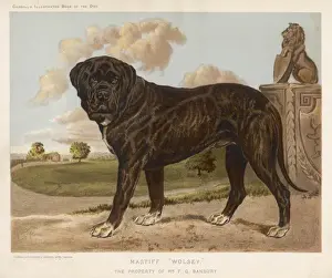 Rottweiler (Shaw)