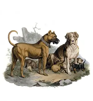 Large Breed Dogs Drucke: Mastiffs & Puppies