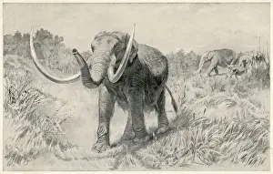 Drucke von Eine Familie des Mastodons bewegt sich im Gebiet von heutigem Manhattan-Inseln. Knochen dieses großen Vorgängers der heutigen Elefantenart wurden in dieser Region gefunden Mammutidae Drucke: Mastodonte/ Vorzeitige USA