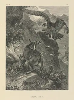 Historical Bird Prints Online Drucke: Maternal Courage