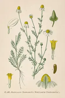 Matricaria chamomillae