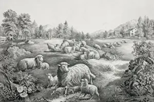 Drucke von Das Grasfeld im Frühjahr: die Zwillingsschafe, Datum 18. Juni 1867 Schafe Drucke: Der Rasen im Frühjahr: die Zwillinge Lämmer