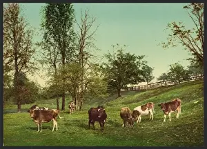 Nostalgic Views Of England Drucke: Meadowland