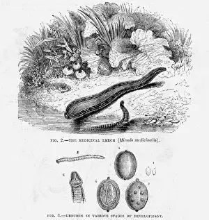 Medicinal Leeches Drucke: Medicinal leech