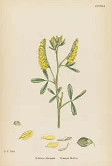 Medicinal Herb Stock Photos Drucke: Melilotus Officinalis