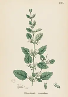 Melissa Officinalis Drucke: Melissa Officinalis