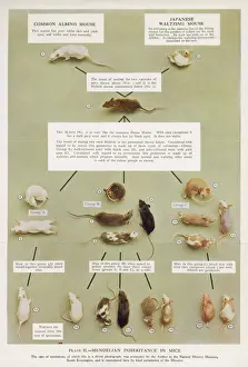 Drucke von Diagramm mit echten Mausen zur Darstellung von Mendoles Erbschaft im Mausratstheorie Gregor Mendel Drucke: Groschenforscher Mendel / Erbschaft / Maus