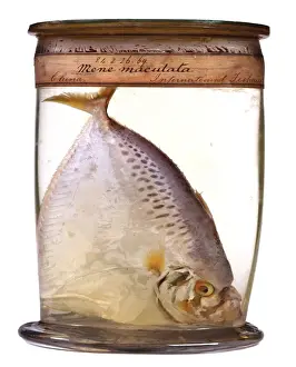 Natural History Museum London Collection Drucke: Mene maculata, moonfish