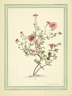 Angiosperm Plant Images Drucke: Mesembryanthemum