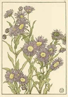 Michaelsdornblume