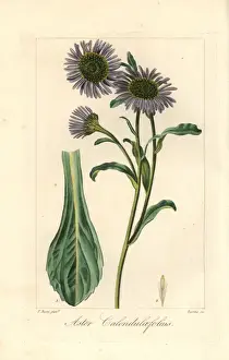 Handcolored Prints Drucke: Michaelmas daisy, Aster calendulaefolius, native to Europe