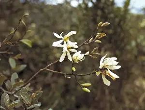 Asian Flowering Plants Drucke: Michalia champaca, champaka tree