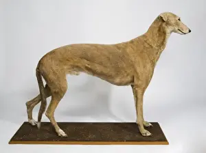 Mick der Müller, Dachshund