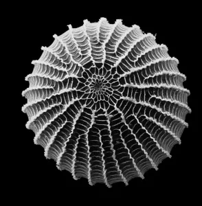 Mikrofotografie Drucke: Moth egg