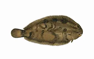 Victorian Fish Species Drucke: Microchirus variegatus, or Thickback Sole