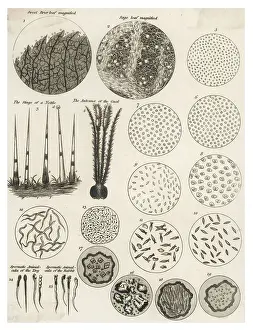 Science History Images Drucke: Microscopic Objects