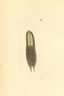 The Naturalists Miscellany Book Drucke: Microscopic scolopendra, Scolopendra microscopia