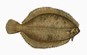 Drucke von Microstomus kitt oder Zitronenflounder auch als Schleifkraut oder Zitrone Klaue bekannt ist und zu den Flachfischen gehört. Datum: 1864 Plattfisch Drucke: Mikroostromus kitt oder Zitronen-Knoblauch