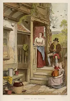 Zuwandernde Schwäne