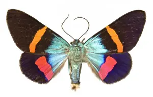 Lepidopteran Images Drucke: Milionia paradisea