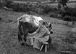 Early 1900s Farm Life Drucke: Milking
