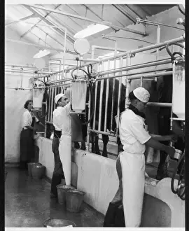 Britain Farming History Drucke: MILKING, 1950S