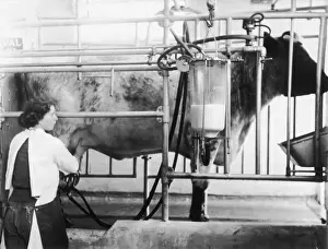 British Farming History Drucke: Milking Machine