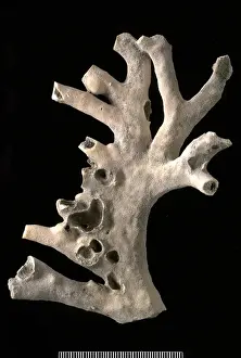 Millepora
