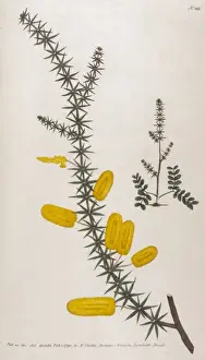 Historical Plants Drucke: Mimosa Verticillata