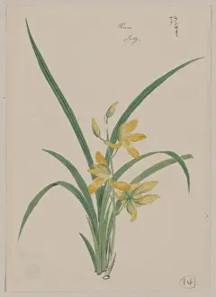 Yellow Orchid Flowers Drucke: Mirau - March