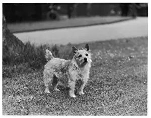 Dog Portrait Art Drucke: Miss Mannette / Terrier