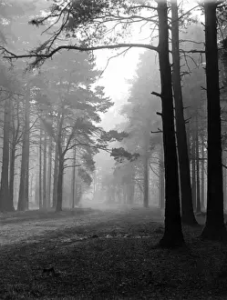 Misty Forest Scenery Drucke: Mist in the Pinewoods