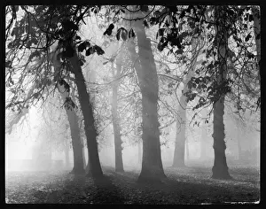 Wälder mit Nebel