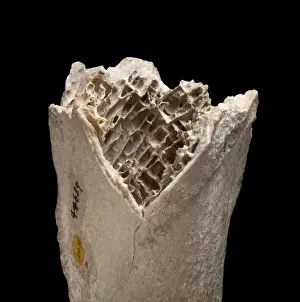Drucke von Erstes Stück Moabohn, gefunden zwischen 1831 und 1836. Der 15cm große Fragment stammt aus der Art Dinornis novaezealandiae und ist etwa 0,01-18 Millionen Jahre alt Dinornithiformes Drucke: Knochenfragment von Moa