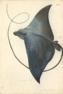 Drucke von FF 250, Wasserfarbenmalerei von George Forster während der zweiten Reise des Kapitäns James Cook zur Erforschung des südlichen Kontinents (1772–75) Teufelsrochen Drucke: Mobula mobil, Teufelsfisch