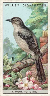 Drucke von (Mimus polyglottus) Ein in Amerika bekannter Vogel für seine Gesangsfähigkeiten Spottdrosseln Und Spottdrosseln Drucke: Möwen-Vogel (Karte)