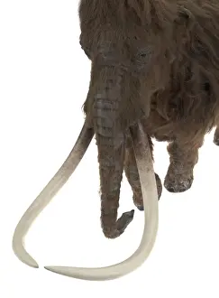 Modell der Ilford-Mammut-Tierfossilien