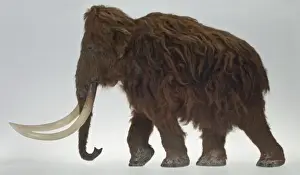 Modell der Ilford-Mammut