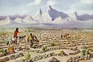 California Desert Landscapes Drucke: Mojave Maze