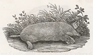 18th Century Wildlife Art Drucke: THE MOLE
