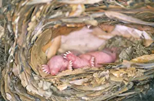 Wildlife Mammals Drucke: Mole - babies in nest