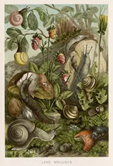 Garden Wildlife Photos Drucke: Molluscs / Snails / Foliage