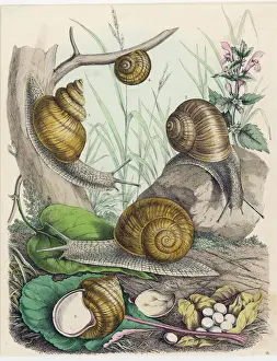 Drucke von Schnecken auf und um verschiedene Blätter Verwandte Bilder Drucke: Schnecken / Muscheln / Druck