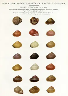 Schalenvariations von Mollusken