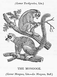 Asian Primate Photos Drucke: Mongoose (Bewick)