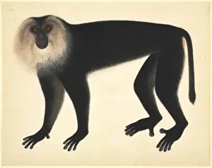 Monkey